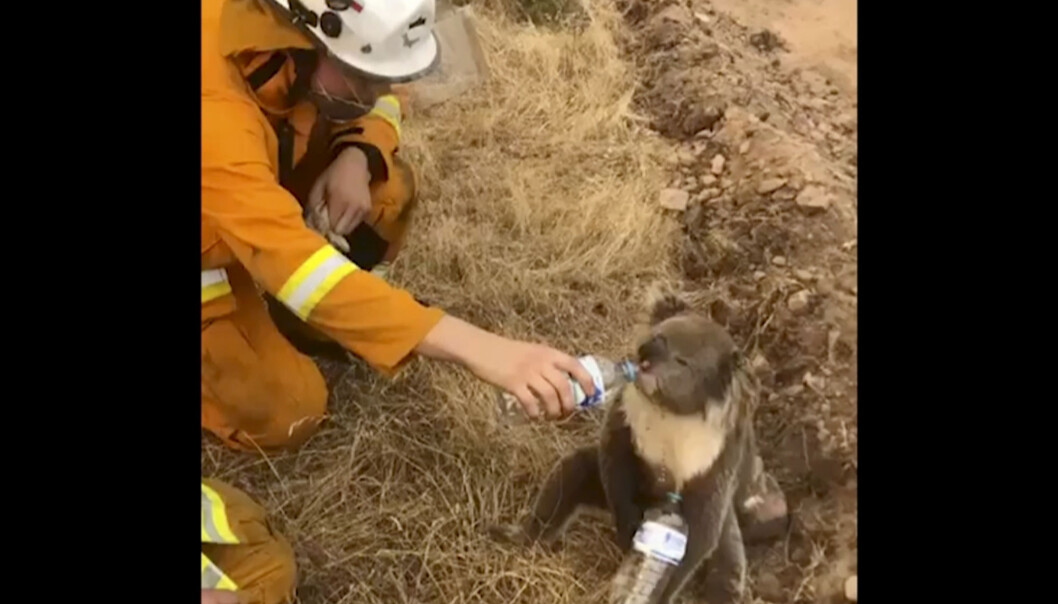 Australias miljøminister anslår at minst 8.400 koalaer har mistet livet i skogbranner i en region i delstaten New South Wales i Australia. Bildet er tatt fra en video hvor en brannmann gir en koala vann. Australias miljøminister anslår at minst 8.400 koalaer har mistet livet i skogbranner i en region i delstaten New South Wales i Australia. Bildet er tatt fra en video hvor en brannmann gir en koala vann.