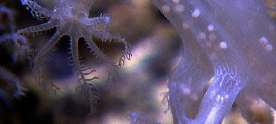 Korall gravid med babykorallar. Dette er blant dyra du kan oppleve som lenestolsforskar med Okeanos Explorer. NOAA Okeanos Explorer Program