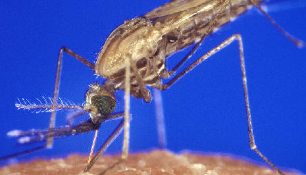 Mener krepsdyr kan bekjempe malaria