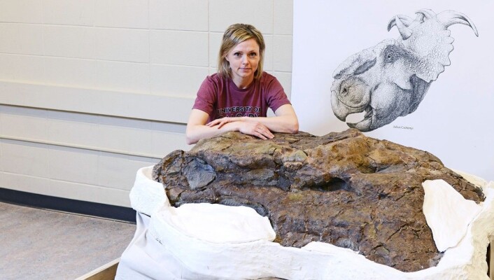 Paleontologen Darla Zelenitsky og det som trolig er den største pachyrhinosaurusen som er funnet. (Foto: University of Calgary) Paleontologen Darla Zelenitsky og det som trolig er den største pachyrhinosaurusen som er funnet. (Foto: University of Calgary)