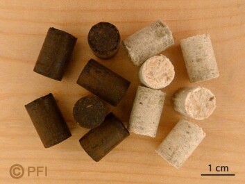 Tradisjonelle og torrefierte trepellets av gran. (Foto: Per-Olav Johnsen, PFI) Tradisjonelle og torrefierte trepellets av gran. (Foto: Per-Olav Johnsen, PFI)