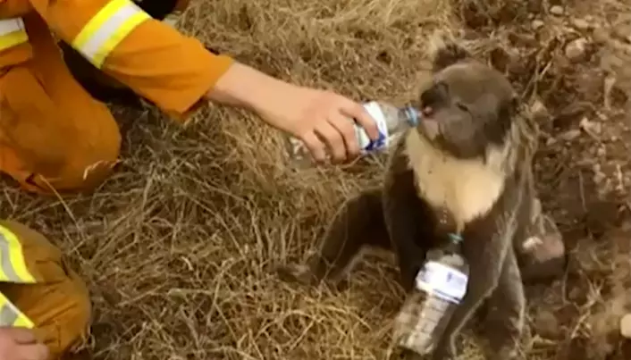 I år har det vært mange skogbranner i Australia. Her får en koalabjørn vann av en brannmann.