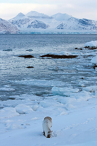 Tang under snøen i fjæra er også mat for reinsdyrene. Tang under snøen i fjæra er også mat for reinsdyrene.
