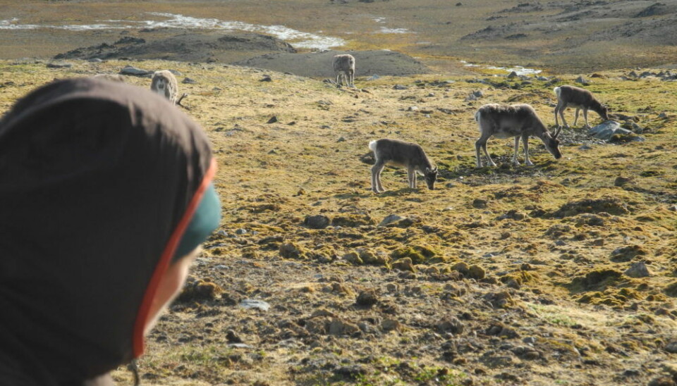 Marinbiolog Morgan Bender studerer en flokk. Reinsdyrene på Svalbard brukte 100 år på å komme tilbake etter den intensive jakten.