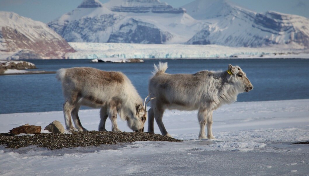 Reinsdyr har holdt til på Svalbard i minst 3600 år. De var nær ved å bli utryddet for hundre år siden. Reinsdyr har holdt til på Svalbard i minst 3600 år. De var nær ved å bli utryddet for hundre år siden.