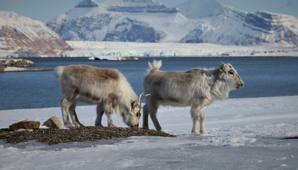 Reinsdyr har holdt til på Svalbard i minst 3600 år. De var nær ved å bli utryddet for hundre år siden.