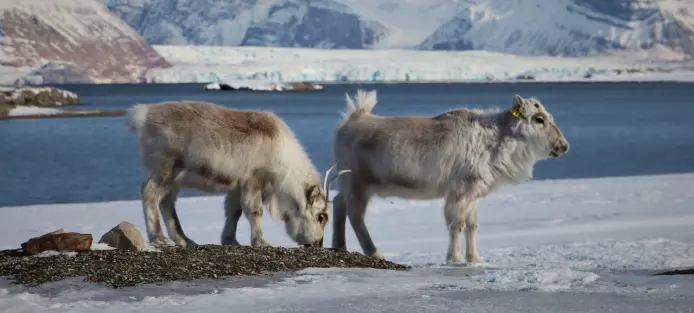 Svalbardrein var nesten utryddet – nå er de over 20 000 dyr