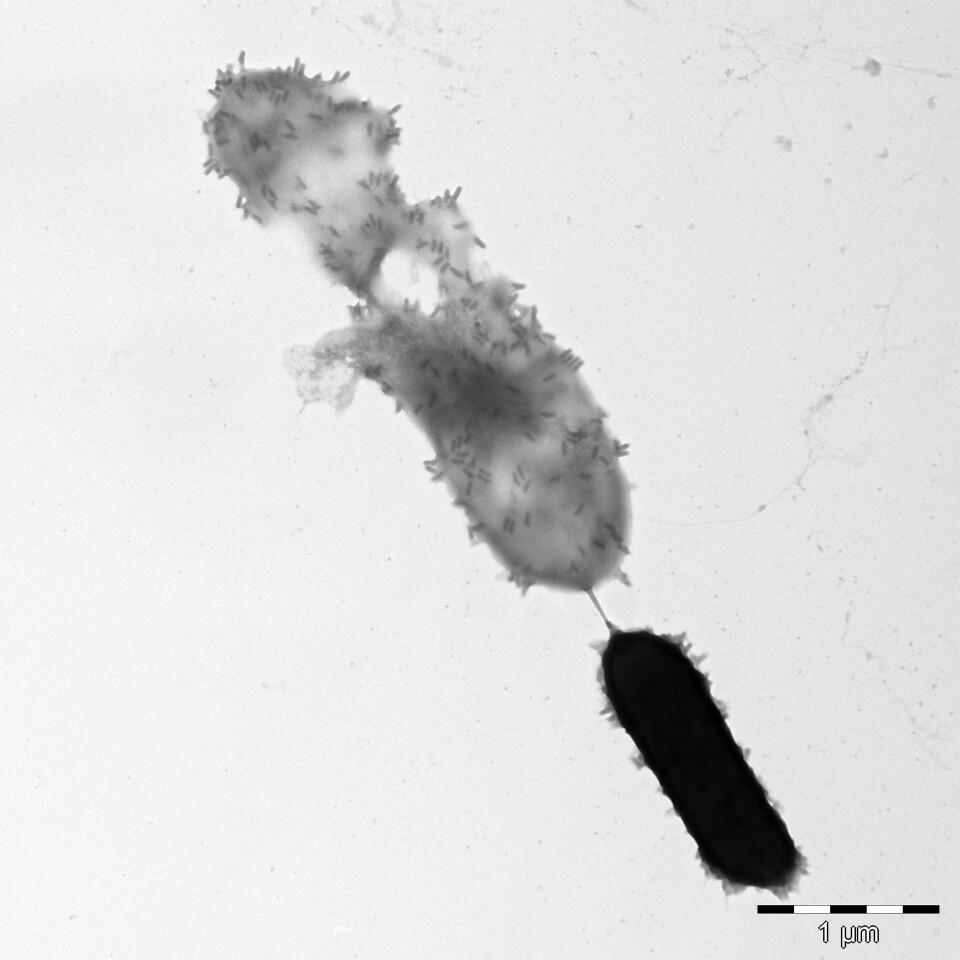 Bildet viser hvordan de små, sigarformede bakteriofagpartiklene går til angrep på en celle. (Foto: UMB)