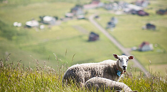 Luftig og grønt for lam fra Lofoten