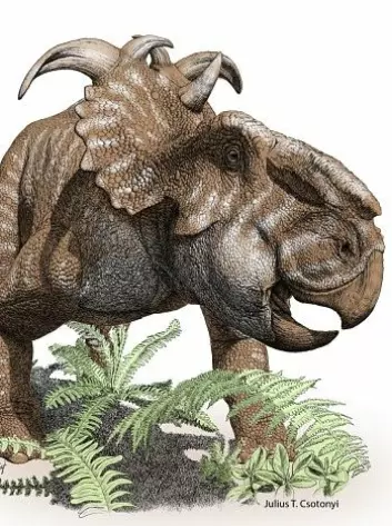 En illustrasjon av pachyrhinosaurusen. Den hadde ikke horn, men brukte skallet på nesa i kamp mot rovdyr. (Foto: (Illustrasjon: University of Calgary))