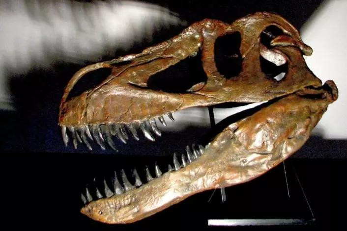 Torvosaurus Gurneyi kunne bli ti meter lang, og veide mellom fire og fem tonn. Fossilet ble først funnet på Lourinha-feltet nord for Lisboa i 2000, men det har tatt lang tid å sette sammen skjelettet, og enda lenger å artsbestemme fossilet. (Foto: Christophe Hendrickx)