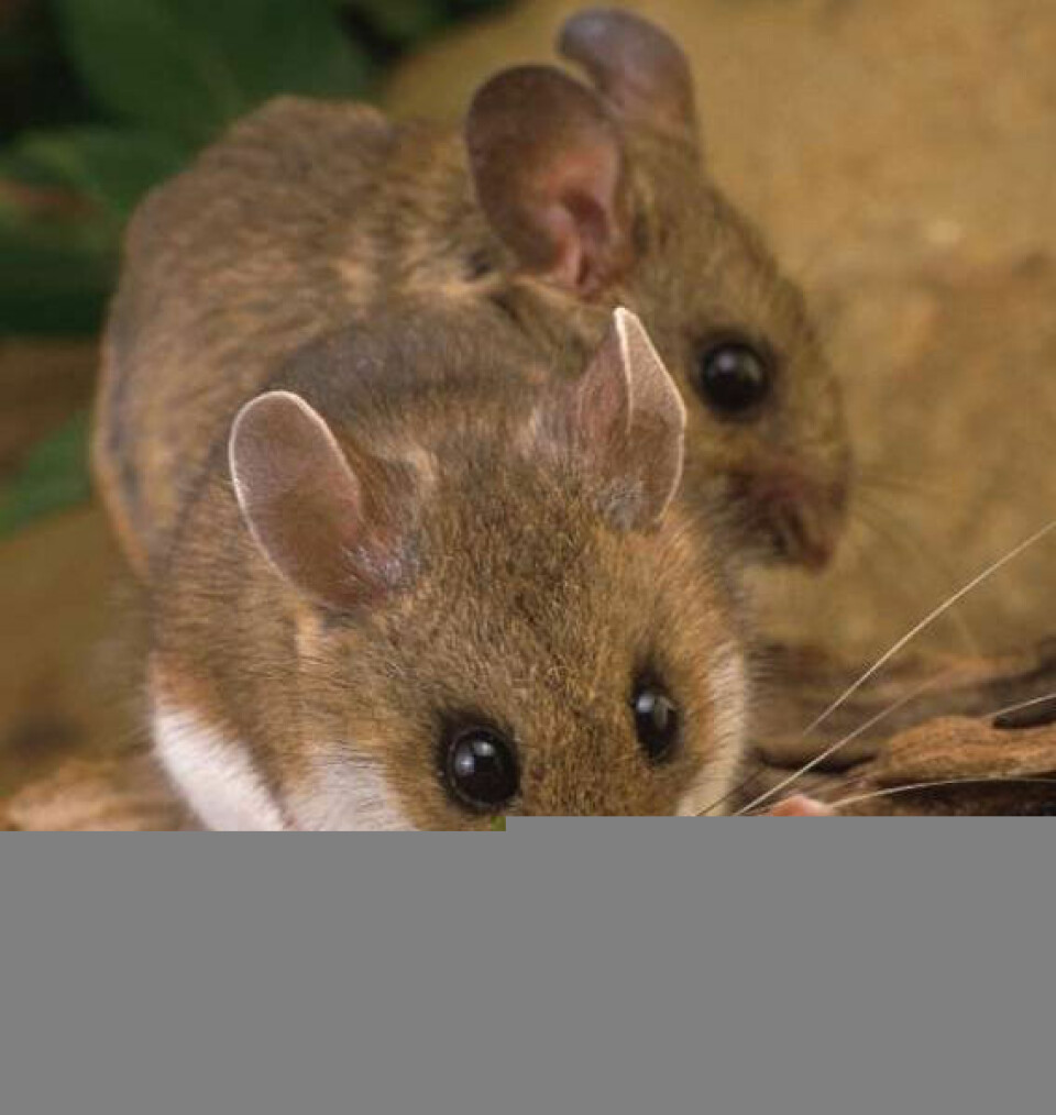 'Muterte mus med defekter i genet Per2 drakk som svin da de fikk sjansen. Da de fikk et middel som dempet glutamatnivået, drakk de plutselig mindre enn vanlige mus.'