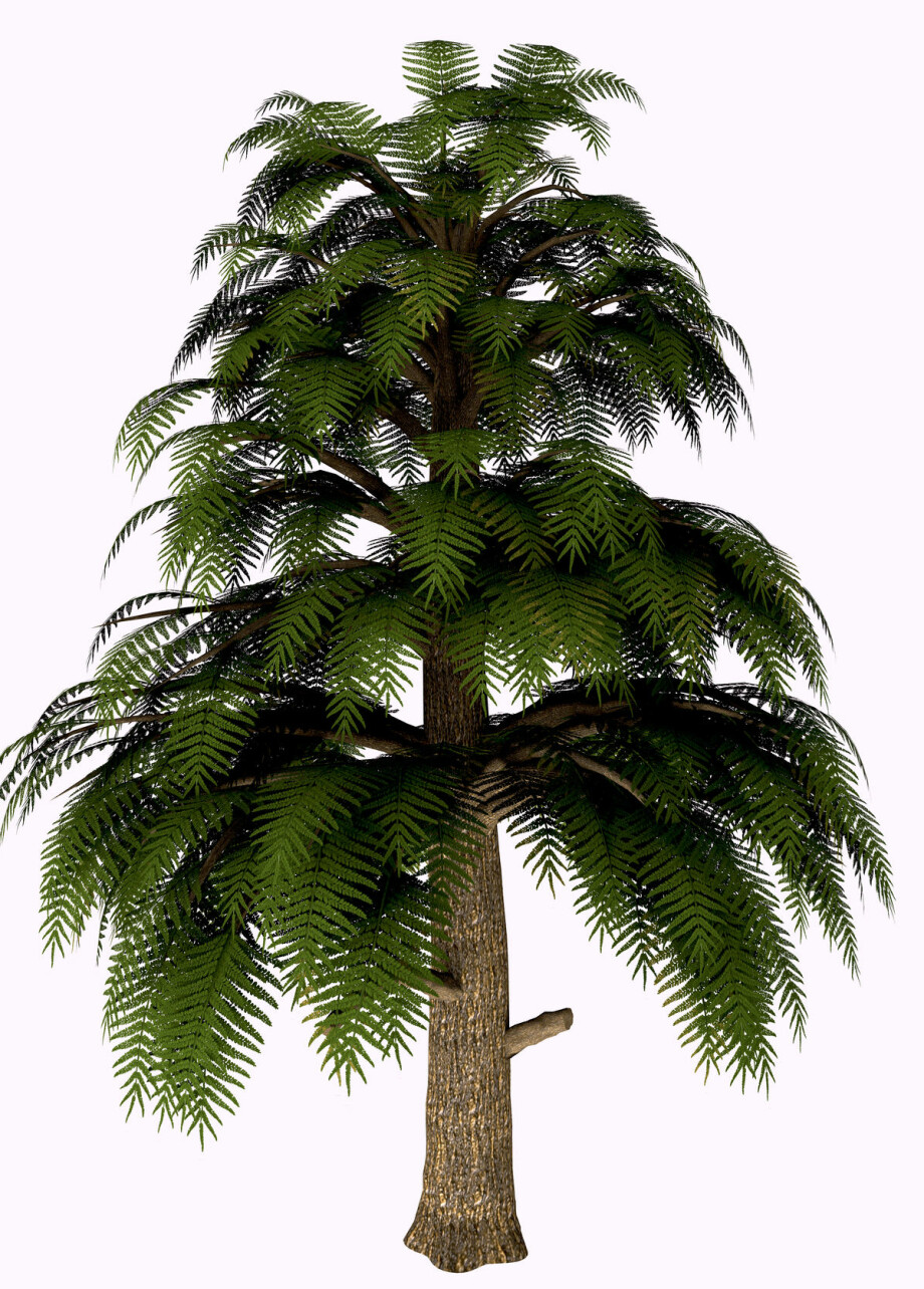 Archaeopteris hadde bregnelignende greiner langs store deler av stammen. Slik ser en kunstner for seg at treet så ut.