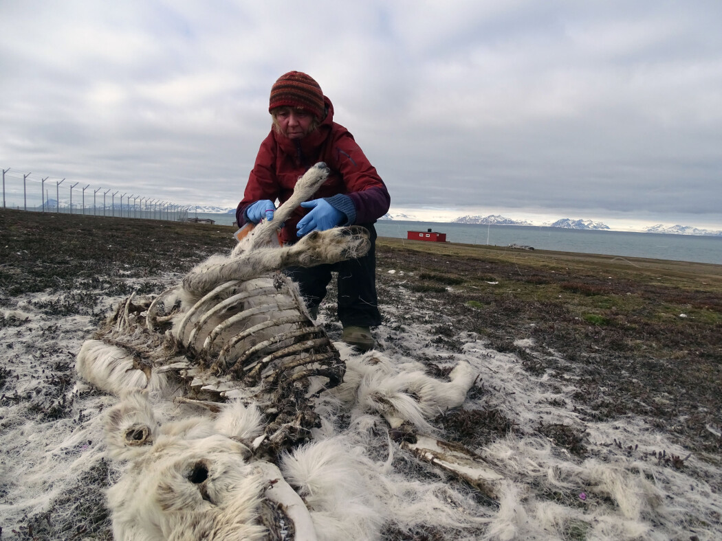 Forskeren Åshild Ønvik Pedersen undersøker et av rundt 200 kadaver som ble funnet sommeren 2019. Dette er et sjelden høyt tall siden tellingen av reinsdyr startet på Svalbard for 40 år siden. Forskeren Åshild Ønvik Pedersen undersøker et av rundt 200 kadaver som ble funnet sommeren 2019. Dette er et sjelden høyt tall siden tellingen av reinsdyr startet på Svalbard for 40 år siden.