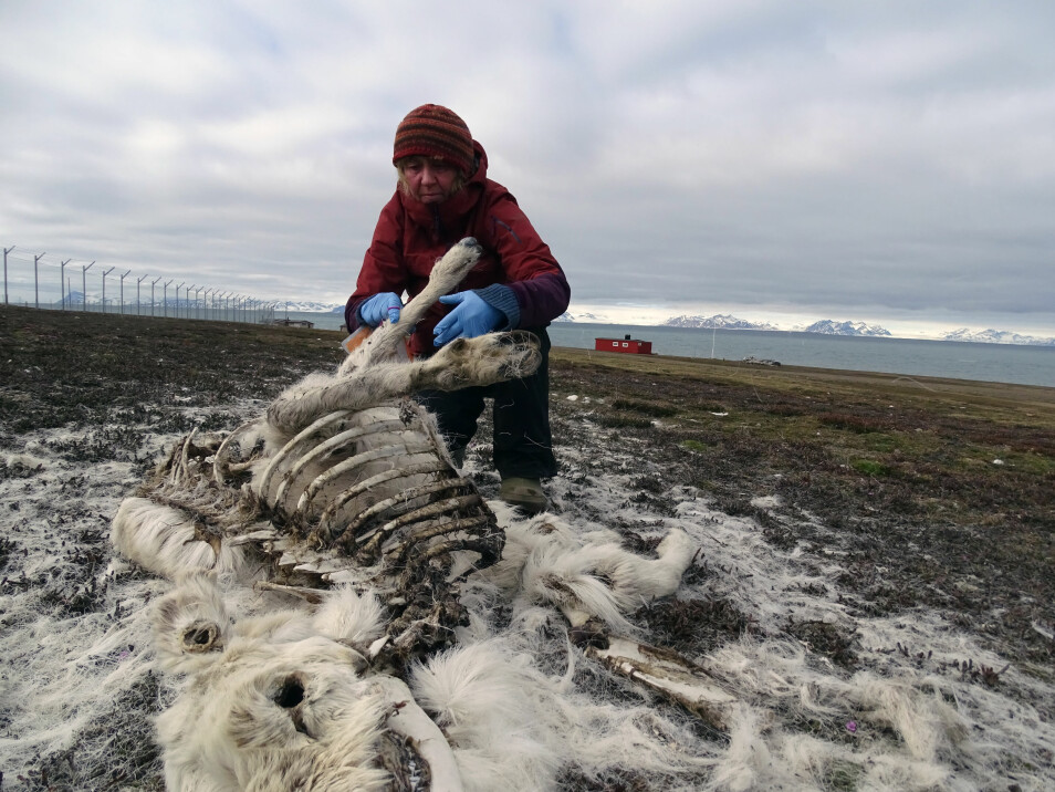 Forskeren Åshild Ønvik Pedersen undersøker et av rundt 200 kadaver som ble funnet sommeren 2019. Dette er et sjelden høyt tall siden tellingen av reinsdyr startet på Svalbard for 40 år siden.