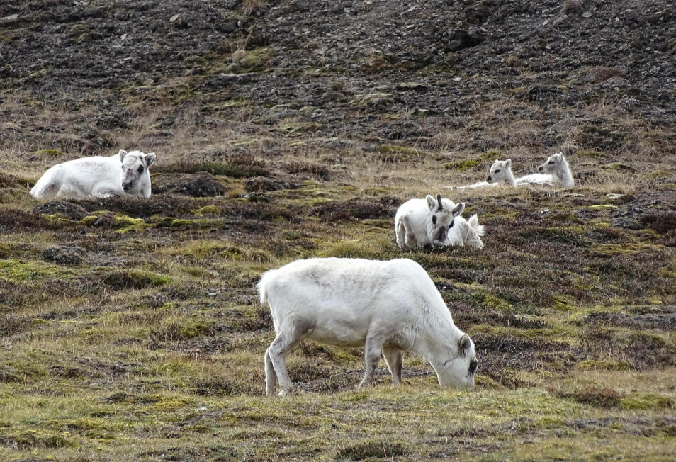 En tøff vinter uten mye mat ender gjerne med at mange dyr dør av sult og utmattelse, særlig eldre og kalver. Neste sommer fødes det få kalver.