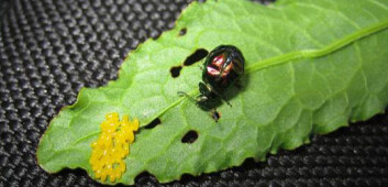 Syrebladbille og egglegging på høymoleplante. (Foto: Reidun Tommeresche) Syrebladbille og egglegging på høymoleplante. (Foto: Reidun Tommeresche)