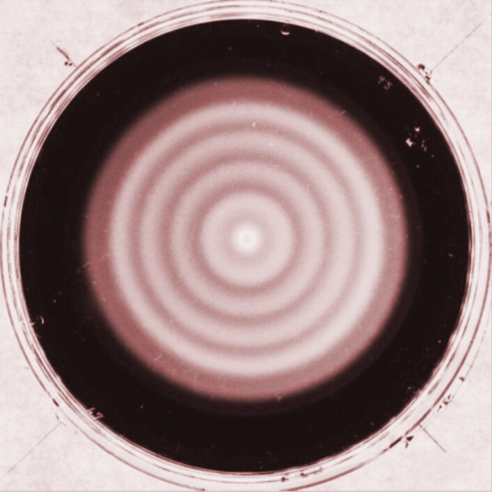 Bildet viser hvite ringer i en bakteriekoloni som har blitt modifisert med en genetisk svingekrets, delvis hentet fra en annen bakterie. (Foto: Jian-Dong Huang, Terence Hwa et al.) Bildet viser hvite ringer i en bakteriekoloni som har blitt modifisert med en genetisk svingekrets, delvis hentet fra en annen bakterie. (Foto: Jian-Dong Huang, Terence Hwa et al.)