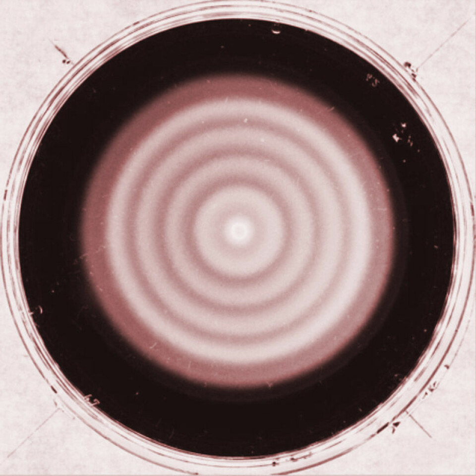 Bildet viser hvite ringer i en bakteriekoloni som har blitt modifisert med en genetisk svingekrets, delvis hentet fra en annen bakterie. (Foto: Jian-Dong Huang, Terence Hwa et al.)