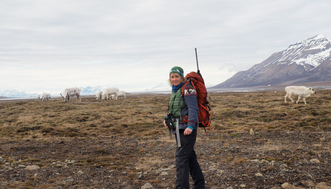 Reinsdyrforsker Åshild Ønvik Pedersen under feltarbeid på Svalbard. Reinsdyrforsker Åshild Ønvik Pedersen under feltarbeid på Svalbard.