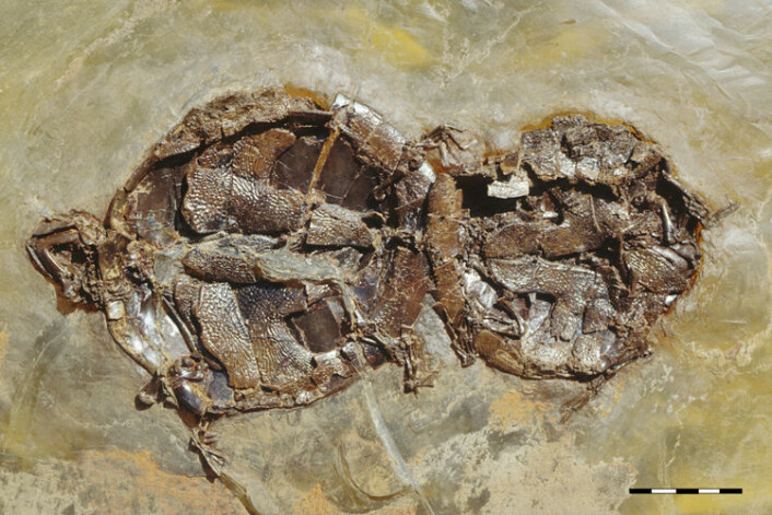 Dette fossilet av den utdødde skilpadden A. crassesculpta er helt unikt i sitt slag. Sammen med noen andre fossiler av samme art er dette det eneste fossilet som viser paring hos virveldyr. (Foto: Senckenberg Naturmuseum Frankfurt) Dette fossilet av den utdødde skilpadden A. crassesculpta er helt unikt i sitt slag. Sammen med noen andre fossiler av samme art er dette det eneste fossilet som viser paring hos virveldyr. (Foto: Senckenberg Naturmuseum Frankfurt)