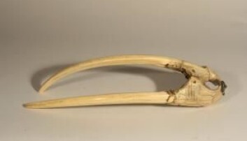 Dette nesepartiet fra en hvalross er datert til cirka 1200-1400 på grunnlag av en gammel norrøn runeinskripsjon. Dette nesepartiet fra en hvalross er datert til cirka 1200-1400 på grunnlag av en gammel norrøn runeinskripsjon.