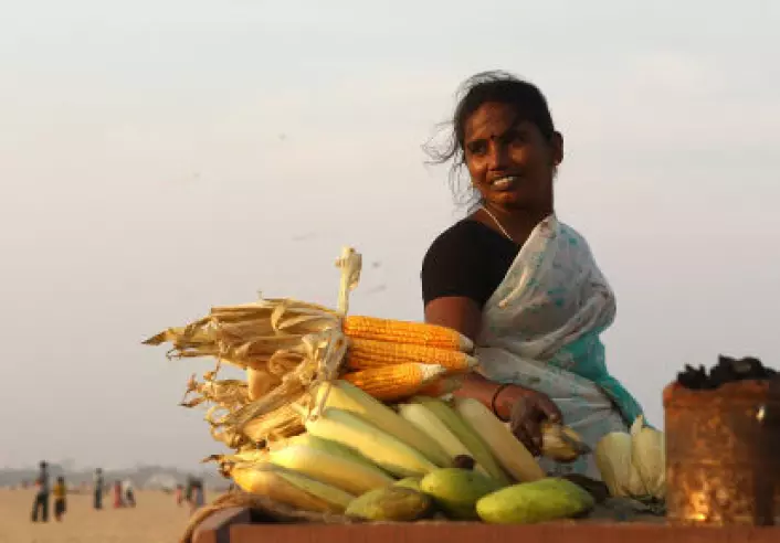 En kvinne selger mais på stranda ved Chennai i Sør-India. I det sørlige India snakkes dravidiske språk. De regnes ofte som eldre enn de indoeuropeiske språkene i nord. Genstudien er gjort blant dravidisk-talende. (Foto: iStockphoto)