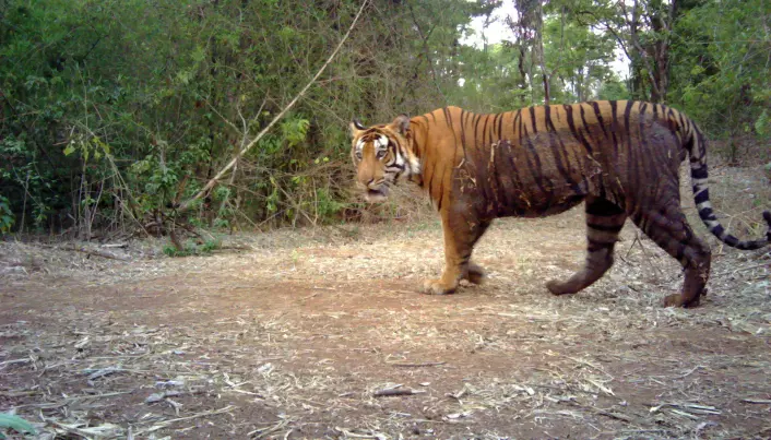 Indian authorities may have exaggerated claims of rising tiger numbers
