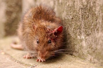 Brunrotte (Rattus norvegicus). (Foto: Jan van der Crabben/Wikimedia/Commons) Brunrotte (Rattus norvegicus). (Foto: Jan van der Crabben/Wikimedia/Commons)