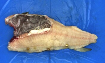 Å filetere hvit fisk har vært et problem til nå siden fisken varierer så mye i størrelse og form. (Foto: Sintef) Å filetere hvit fisk har vært et problem til nå siden fisken varierer så mye i størrelse og form. (Foto: Sintef)