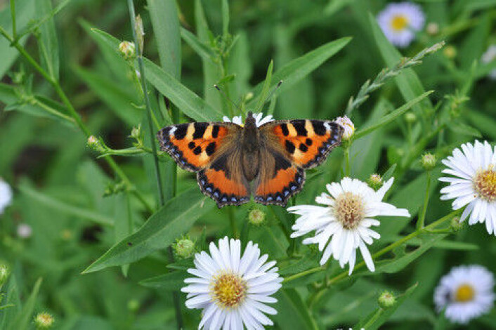 Sommerfuglene trives godt i blomsterenger, der det er tilgang på nektar. (Foto: Colourbox) Sommerfuglene trives godt i blomsterenger, der det er tilgang på nektar. (Foto: Colourbox)