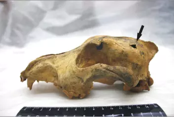 Hodeskalle etter det som ser ut til å være en 33 000 år gammel tamhund. (Foto: Ovodov et al. 2011/PLoS One)