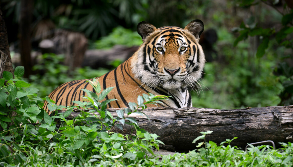 The tiger is one of the most popular endangered animals in the world.