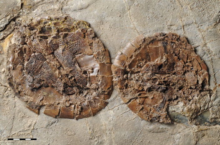 De omlag 47 millioner år gamle fossilene fra Messelgruva viser hann og hunn av den utdødde skilpaddearten samlet i par. Hunnen er jevnt over større enn hannen. Det er helt uvanlig å finne par av samme art i fossiler. (Foto: Senckenberg Naturmuseum Frankfurt) De omlag 47 millioner år gamle fossilene fra Messelgruva viser hann og hunn av den utdødde skilpaddearten samlet i par. Hunnen er jevnt over større enn hannen. Det er helt uvanlig å finne par av samme art i fossiler. (Foto: Senckenberg Naturmuseum Frankfurt)