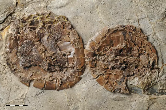 De omlag 47 millioner år gamle fossilene fra Messelgruva viser hann og hunn av den utdødde skilpaddearten samlet i par. Hunnen er jevnt over større enn hannen. Det er helt uvanlig å finne par av samme art i fossiler. (Foto: Senckenberg Naturmuseum Frankfurt)
