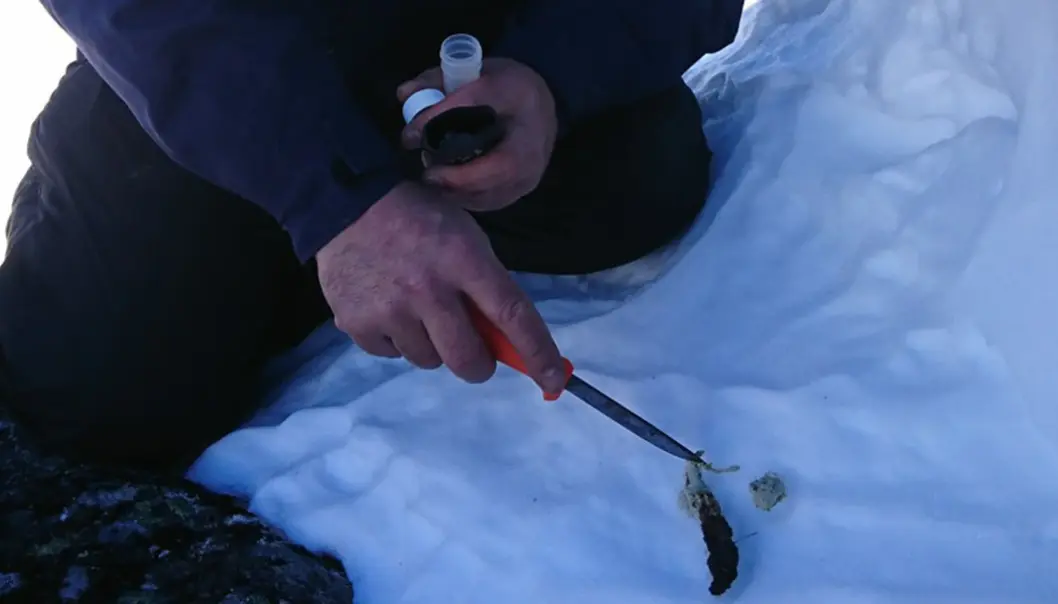 Alle prøver som sendes inn analyseres ved laboratoriet til Norsk institutt for naturforskning (NINA) i Trondheim. Alle prøver som sendes inn analyseres ved laboratoriet til Norsk institutt for naturforskning (NINA) i Trondheim.