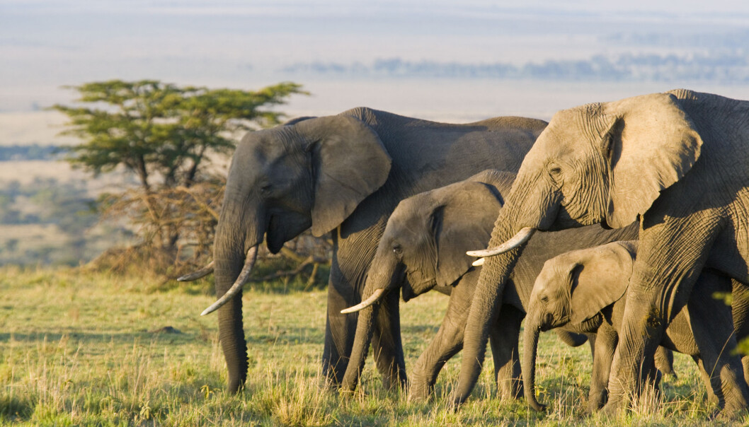 CITES er konvensjonen om internasjonal handel med truede arter av vill fauna og flora. CITES er konvensjonen om internasjonal handel med truede arter av vill fauna og flora.