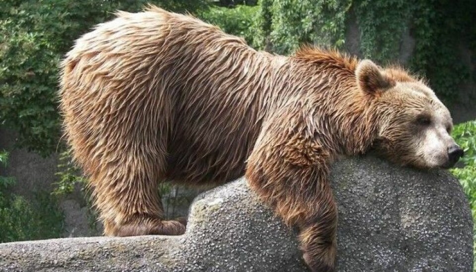 En polsk bjørn tar det rolig på en stein.