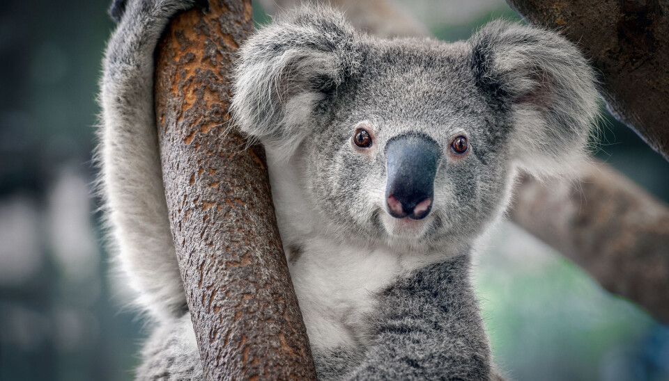 Koala. Søt. Det er derfor du bryr deg sånn. Situasjonen er ille, men koalaen er ikke utrydningstruet. Ennå.
