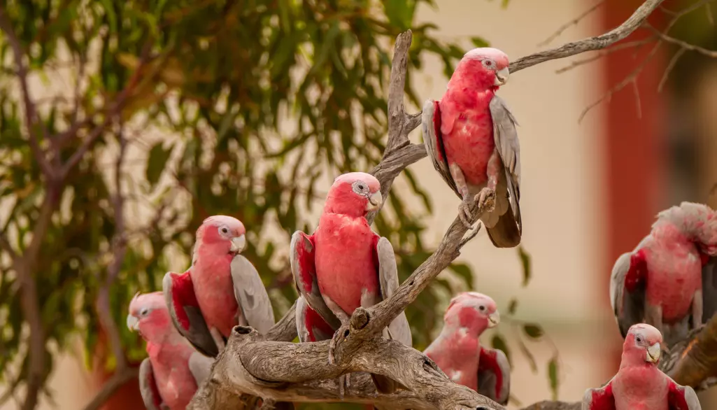 Australia har et fantastisk fugleliv. Mange arter er truet. For rosenkakaduen ser det heldigvis ikke dårlig ut.