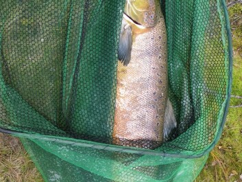 Rømt oppdrettsfisk og fisk fra kultiveringsanlegg har større innslag av PRV-viruset enn helt vill fisk. (Foto: Veterinærinstituttet) Rømt oppdrettsfisk og fisk fra kultiveringsanlegg har større innslag av PRV-viruset enn helt vill fisk. (Foto: Veterinærinstituttet)