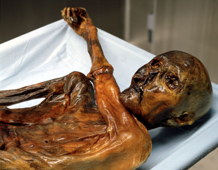 "Til å være 5300 år gammelt, er liket av Ötzi fantastisk godt bevart. Ifølge den nye studien kan ingen nålevende hevde å være i direkte slekt med ismannen. (Foto: South Tyrol Museum of Archaeology - www.iceman.it) "Til å være 5300 år gammelt, er liket av Ötzi fantastisk godt bevart. Ifølge den nye studien kan ingen nålevende hevde å være i direkte slekt med ismannen. (Foto: South Tyrol Museum of Archaeology - www.iceman.it)