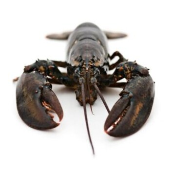 Hummer. (Foto: iStockphoto) Hummer. (Foto: iStockphoto)