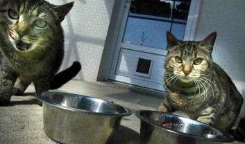 Katter klare for mat. (Foto: Colourbox.no)
