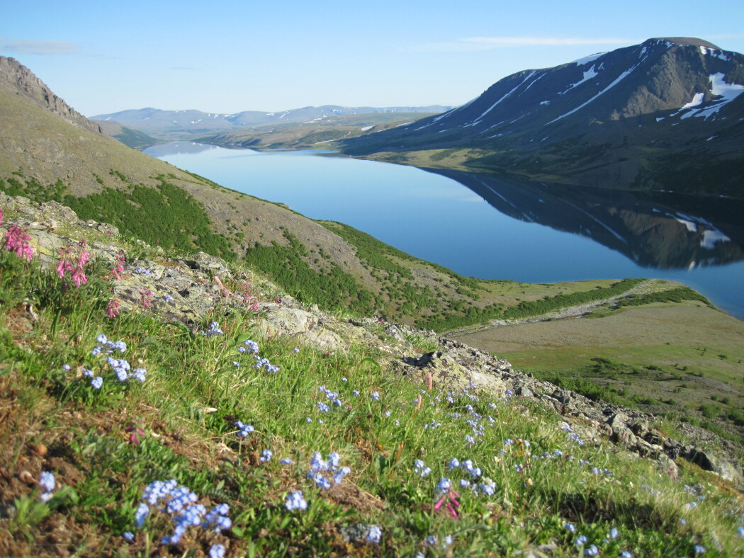 Selv om det er kaldt, opplever ikke fjellplantene nødvendigvis været i fjellet som dårlig. Nå viser ny forskning at slike planter også taklet et varmere klima. Selv om det er kaldt, opplever ikke fjellplantene nødvendigvis været i fjellet som dårlig. Nå viser ny forskning at slike planter også taklet et varmere klima.