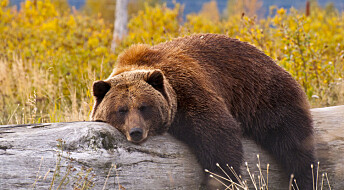 Hvordan kan bjørner ligge stille i månedsvis uten å miste musklene sine?