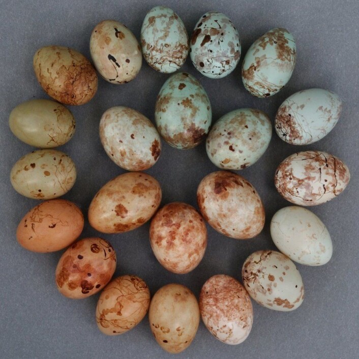 Priniaens forskjellige egg i den ytre ringen, gjøkveverens etterligninger i den indre. (Foto: Claire Spottiswoode) Priniaens forskjellige egg i den ytre ringen, gjøkveverens etterligninger i den indre. (Foto: Claire Spottiswoode)