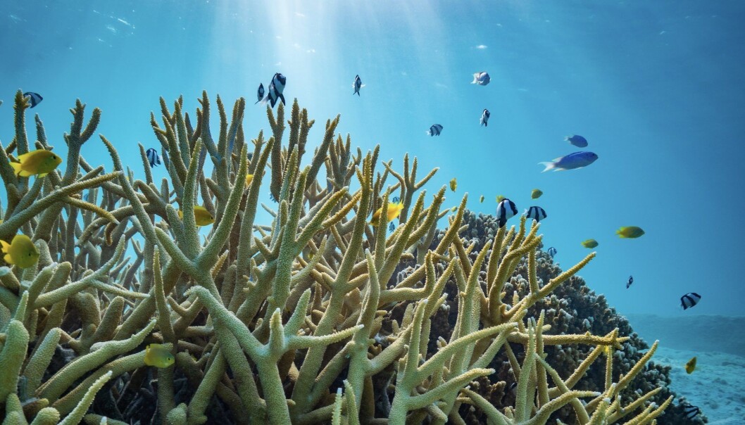 An assembly of damselfishes on the Great Barrier Reef in Australia. Several of these damselfish species were used by the researchers in their study. An assembly of damselfishes on the Great Barrier Reef in Australia. Several of these damselfish species were used by the researchers in their study.