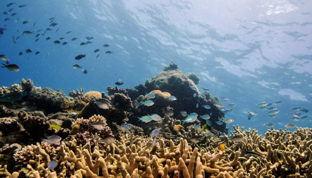 Assorted reef fish swim above a staghorn coral colony as it grows on the Great Barrier Reef off the coast of Cairns, Australia October 25, 2019. Assorted reef fish swim above a staghorn coral colony as it grows on the Great Barrier Reef off the coast of Cairns, Australia October 25, 2019.