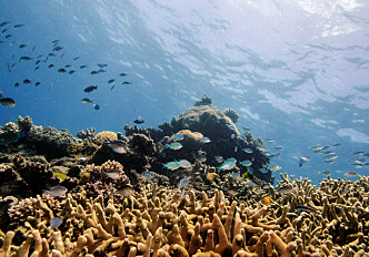 Ocean acidification a big problem — but not for coral reef fish behaviour